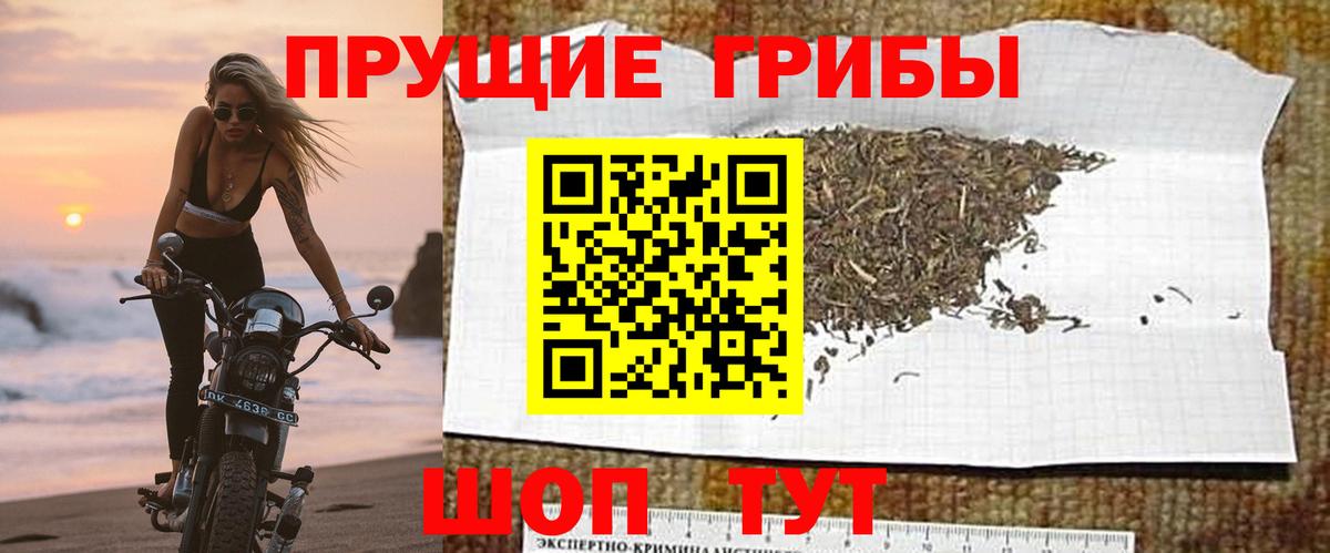 Галлюциногенные грибы Psilocybe Лосино-Петровский